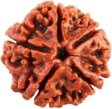 Rudraksh  Panch Mukhi